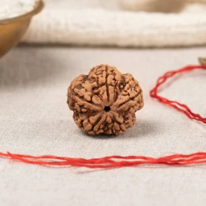 5 Mukhi Rudraksha Ultra