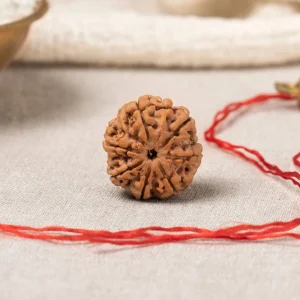 7 Mukhi Rudraksha