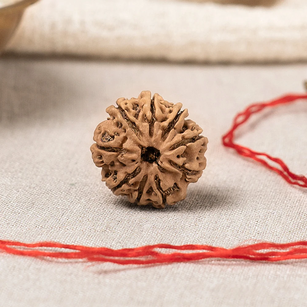 9 Mukhi Rudraksha