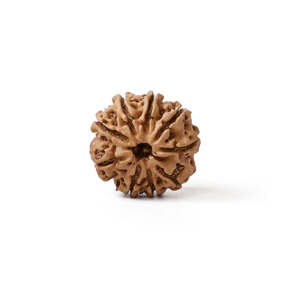 9 Mukhi Rudraksha - Image 2
