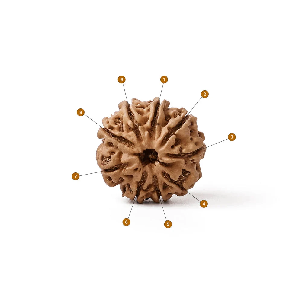 9 Mukhi Rudraksha - Image 3
