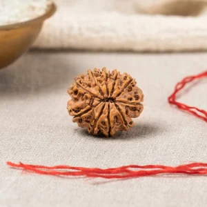 10 Mukhi Rudraksha Premium