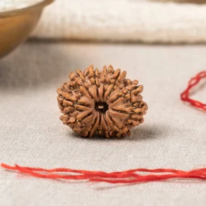12 Mukhi Rudraksha