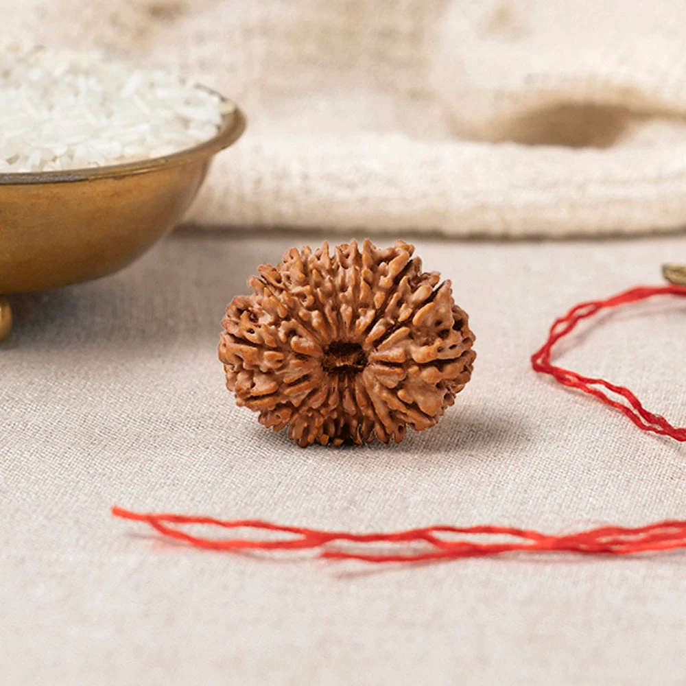 14 Mukhi Rudraksha Premium